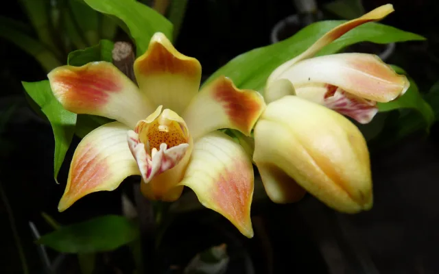 Do muzea se vrací tradiční výstava orchidejí