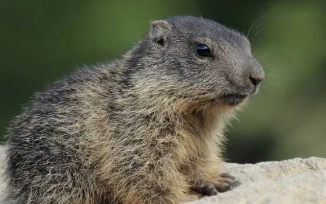 Vyhrajte vstupenky na večerní komentovanou prohlídku v Zoo Hluboká