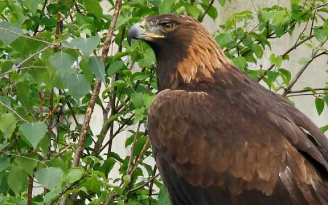 Vyhrajte vstupenky na večerní komentovanou prohlídku v Zoo Hluboká
