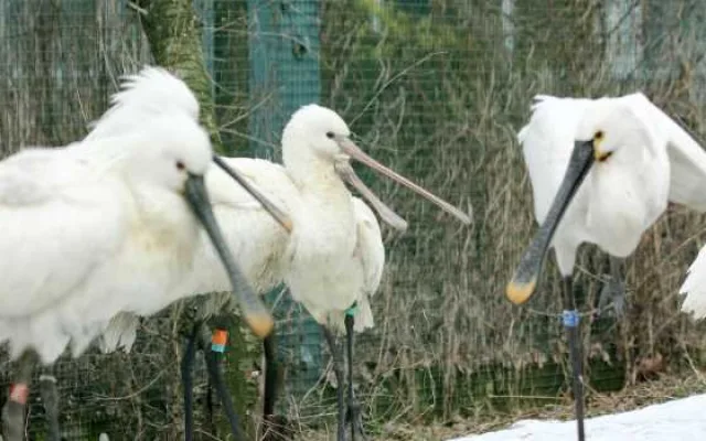 Vyhrajte vstupenky na večerní komentovanou prohlídku v Zoo Hluboká