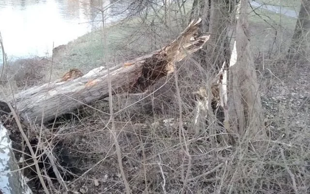 Následky silného větru v Budějcích.