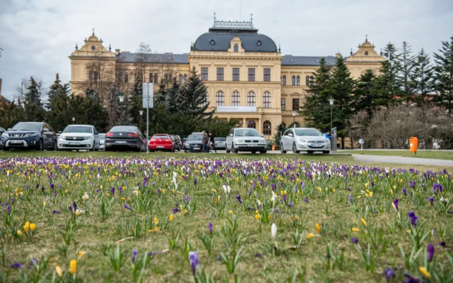 Krokusy na Senovážném náměstí. Foto: Jan Luxík