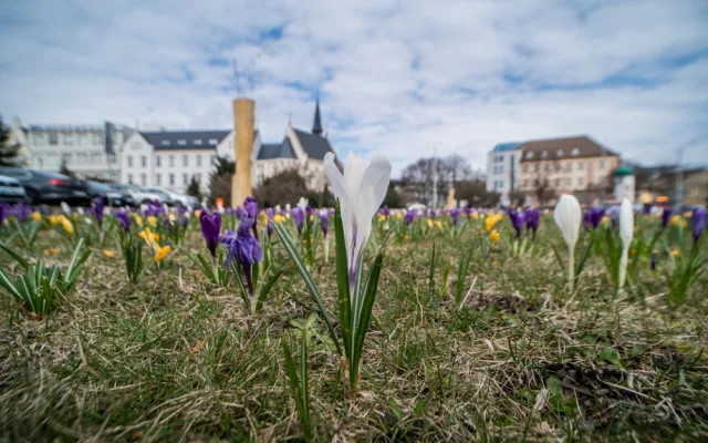 Krokusy na Senovážném náměstí. Foto: Jan Luxík