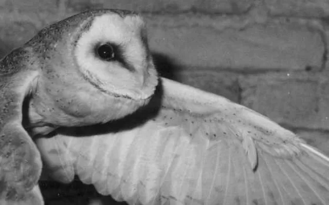 Hlubocká zoo slaví výročí. Její zakladatel přicestuje z minulosti