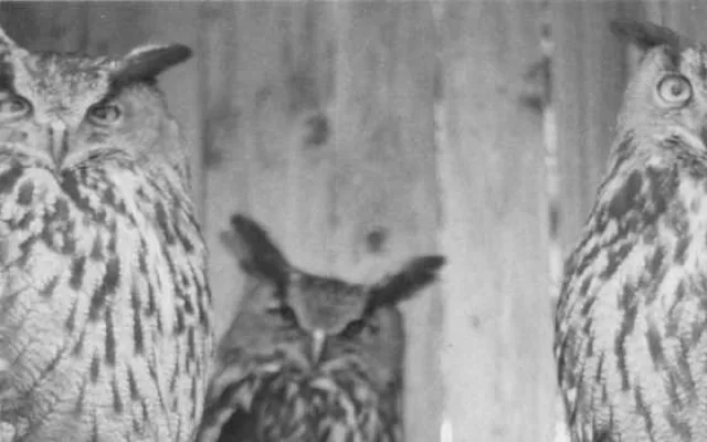 Hlubocká zoo slaví výročí. Její zakladatel přicestuje z minulosti