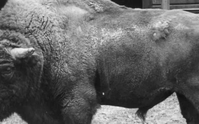 Hlubocká zoo slaví výročí. Její zakladatel přicestuje z minulosti