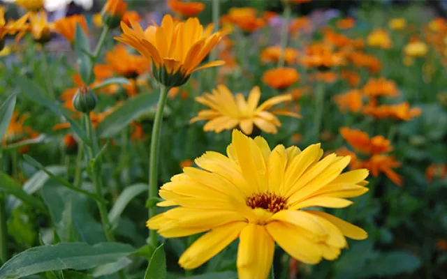 V Horním Rakousku se otevírá zemská zahradní výstava Bio.Garten.Eden Aigen-Schlägl