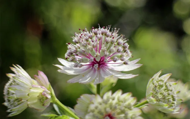 V Horním Rakousku se otevírá zemská zahradní výstava Bio.Garten.Eden Aigen-Schlägl