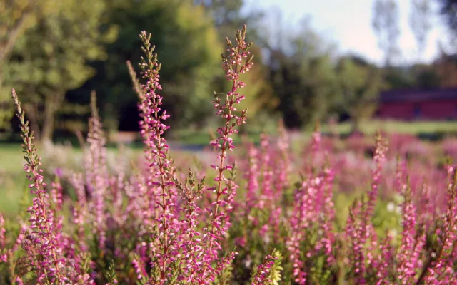 V Horním Rakousku se otevírá zemská zahradní výstava Bio.Garten.Eden Aigen-Schlägl