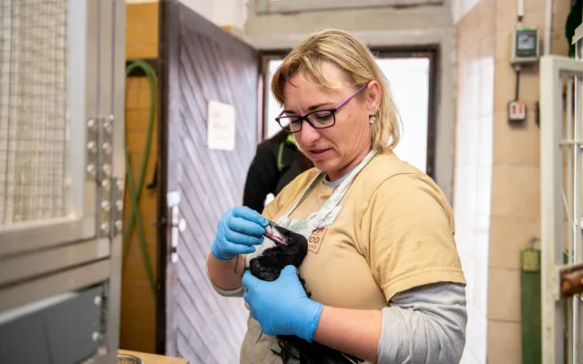 Den se zvířecí kuchařkou v zoo: Medvědi jsou největšími gurmány, milují zmrzku s rybami