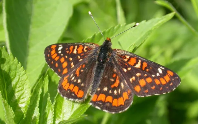 Okáč Jílkový Foto: M. Hrouz