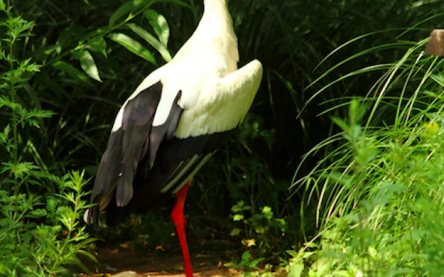 Zoo Hluboká oslaví Den zvířat, hlavním tématem bude ptactvo