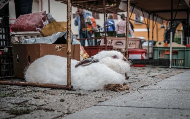 Farmářské trhy se na Piaristické náměstí vrátí už příští týden