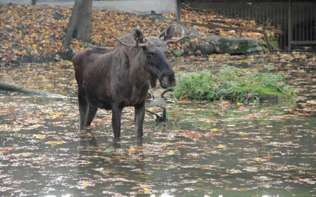 Kam vyrazit? Zoo Hluboká zve na Den zvířat