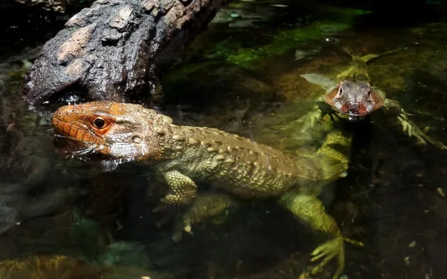 Kam vyrazit? Zoo Hluboká zve na Den zvířat