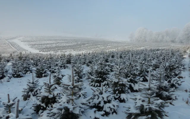 Nevíte kde pořídit vánoční stromek? Prodej u Lesů města Písku je již tradicí