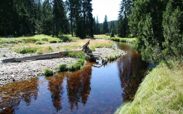 Příroda nejde naplánovat, říká ředitel Národního parku Šumava
