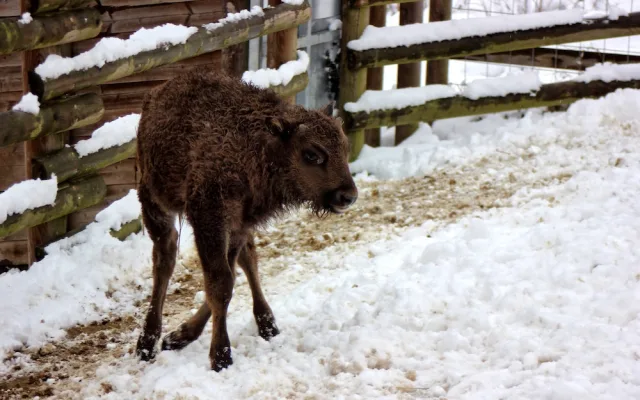Zubří mláďata z táborské zoo už mají jména. Zvítězila Tatranka a Tajfun