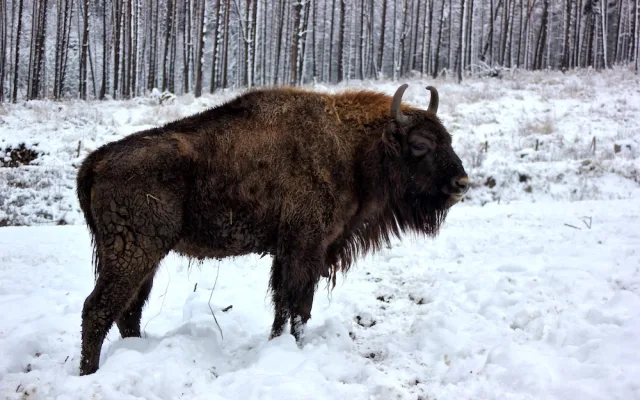 Zubří mláďata z táborské zoo už mají jména. Zvítězila Tatranka a Tajfun