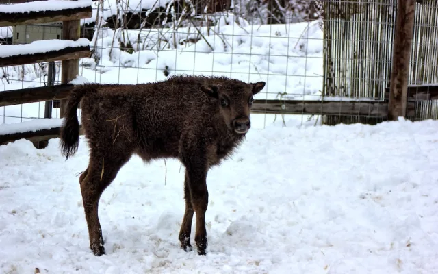 Zubří mláďata z táborské zoo už mají jména. Zvítězila Tatranka a Tajfun