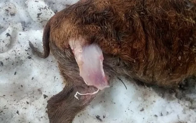 Vlci roztrhali deset selátek na šumavské ekofarmě, matka tam učila lovit své mládě