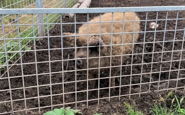 Vlci roztrhali deset selátek na šumavské ekofarmě, matka tam učila lovit své mládě