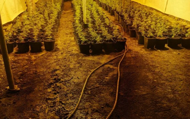 Odhalena další pěstírna konopí. Kriminalisté našli více než šest set rostlin