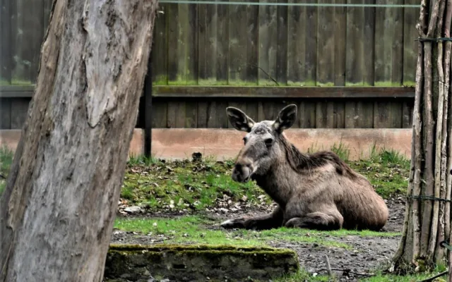 Jihočeská zoologická zahrada v Hluboké nad Vltavou má opět otevřeno