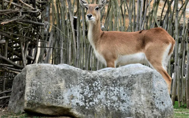 Jihočeská zoologická zahrada v Hluboké nad Vltavou má opět otevřeno