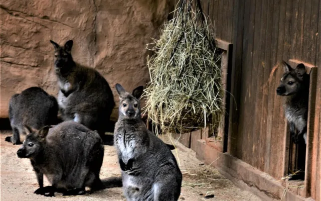 Jihočeská zoologická zahrada v Hluboké nad Vltavou má opět otevřeno