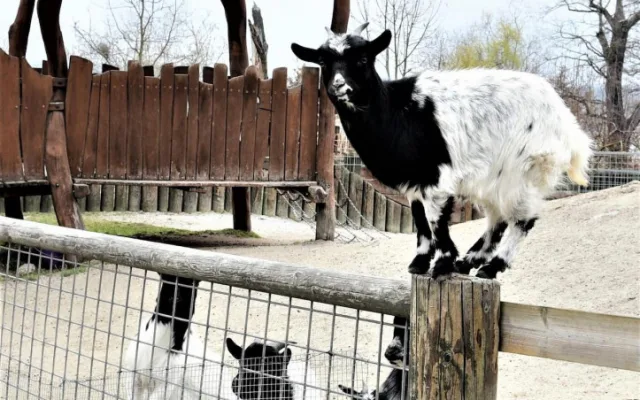 Jihočeská zoologická zahrada v Hluboké nad Vltavou má opět otevřeno