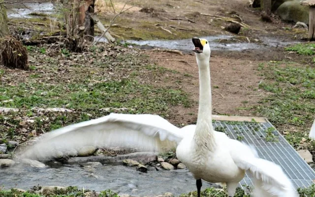 Jihočeská zoologická zahrada v Hluboké nad Vltavou má opět otevřeno