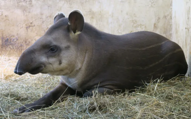 Zoo se znovu otevřela. Na návštěvníky se těšila i zvířata