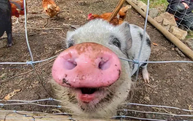 Na Vltavu do klidného kempu? Je to možné