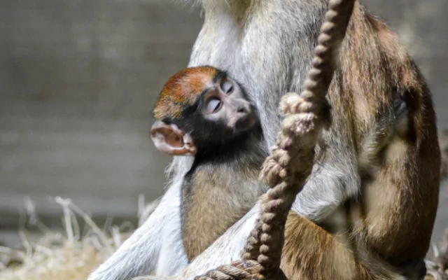 Zoo Hluboká je otevřena