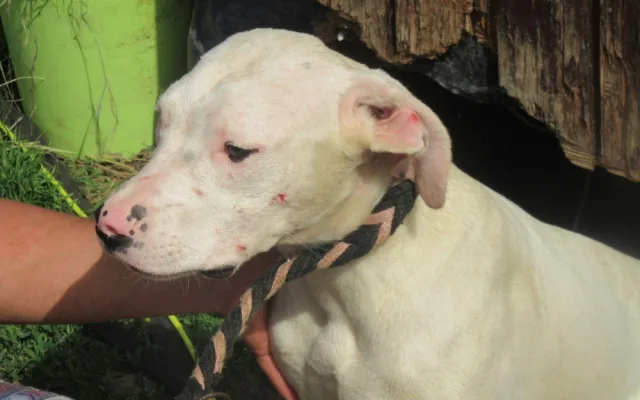 Žena chovala dvě desítky argentinských dog v otřesných podmínkách. Zubožená zvířata skončila v útulcích
