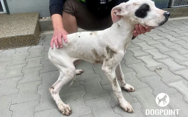 Žena chovala dvě desítky argentinských dog v otřesných podmínkách. Zubožená zvířata skončila v útulcích