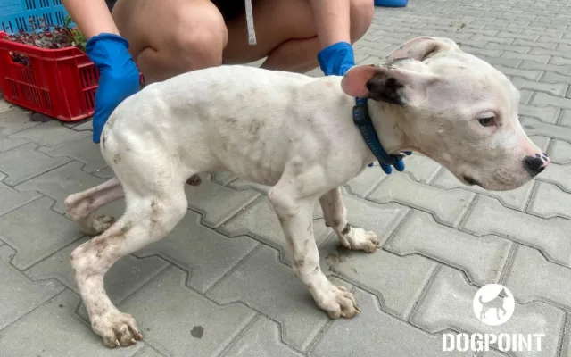 Žena chovala dvě desítky argentinských dog v otřesných podmínkách. Zubožená zvířata skončila v útulcích