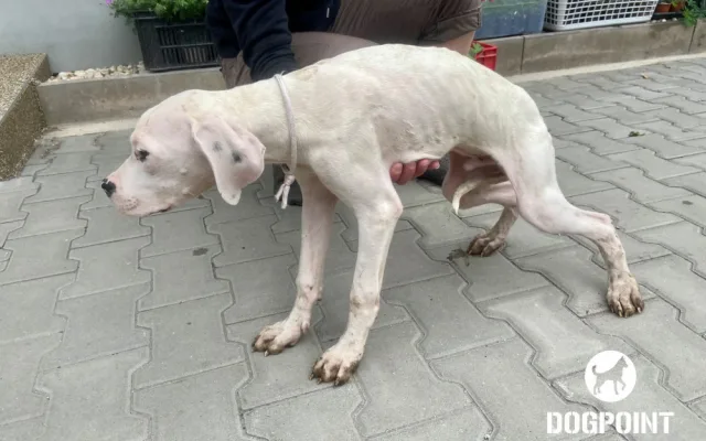 Žena chovala dvě desítky argentinských dog v otřesných podmínkách. Zubožená zvířata skončila v útulcích