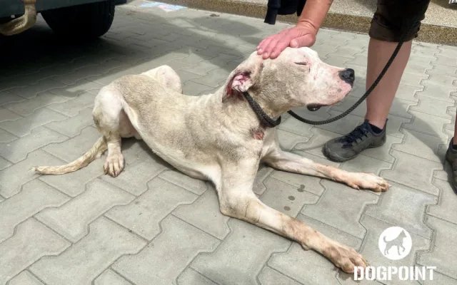 Žena chovala dvě desítky argentinských dog v otřesných podmínkách. Zubožená zvířata skončila v útulcích