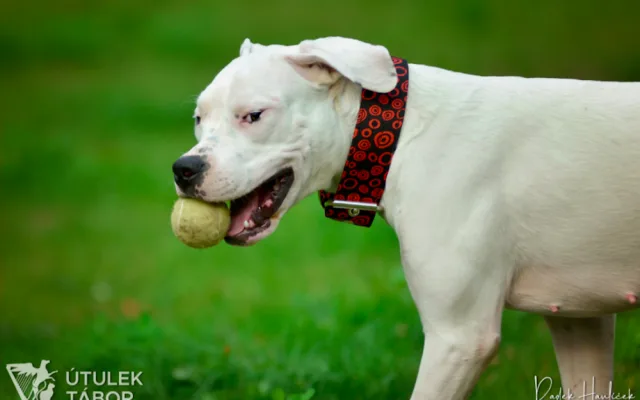 Mladá fenka argentinské dogy hledá nový domov. Nechbet miluje mazlení a chce poznávat svět