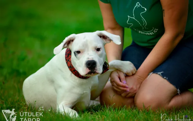 Mladá fenka argentinské dogy hledá nový domov. Nechbet miluje mazlení a chce poznávat svět