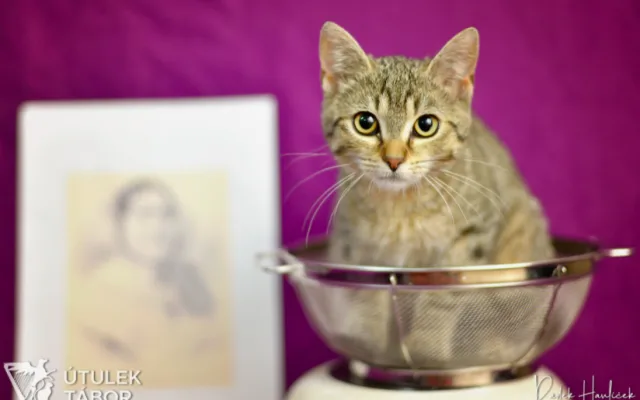 HLEDÁME PÁNÍČKA: