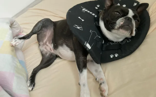 Chtěly usnadnit léčbu svým nemocným pejskům, vytvořily pro ně v době covidu geniální veterinární pomůcku