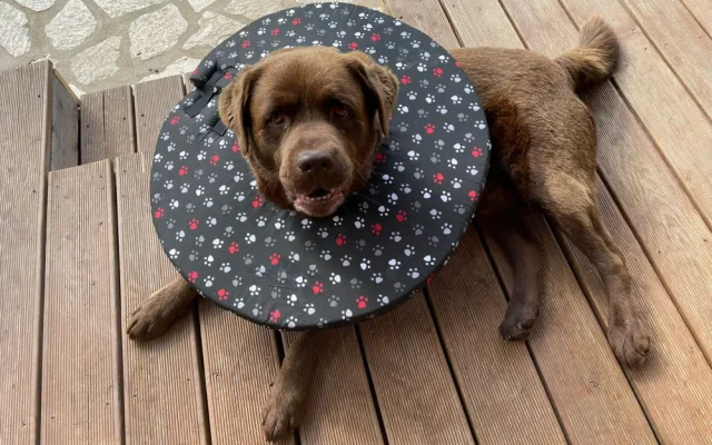 Chtěly usnadnit léčbu svým nemocným pejskům, vytvořily pro ně v době covidu geniální veterinární pomůcku