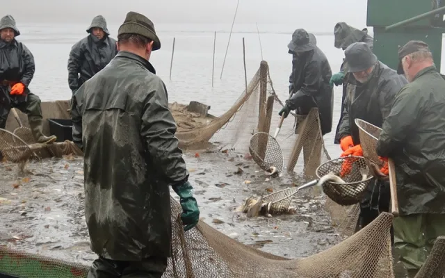 Ceny vánočních kaprů se proti minulým letům zvýší asi o pět procent