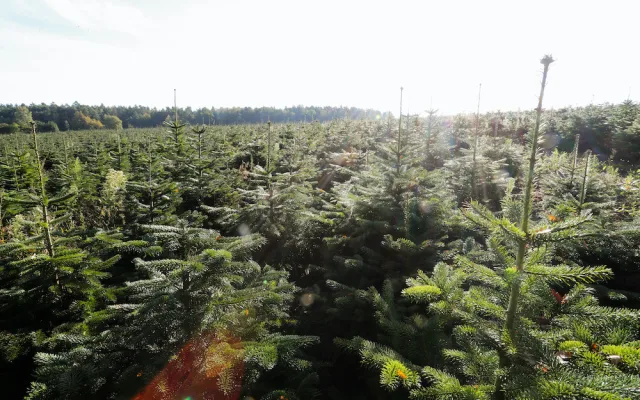 Největší jihočeský producent už chystá prodej vánočních stromků. První si lidé odnesou začátkem prosince