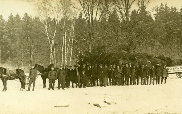 Strom naložen po skácení 17. 12. 1925