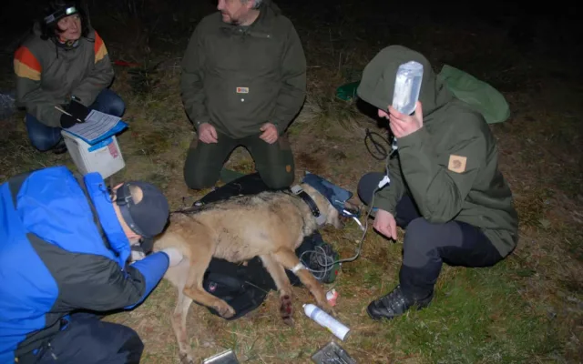 Zoologové nonstop sledují vlky na Šumavě, jejich počet odhadují až na 30 jedinců