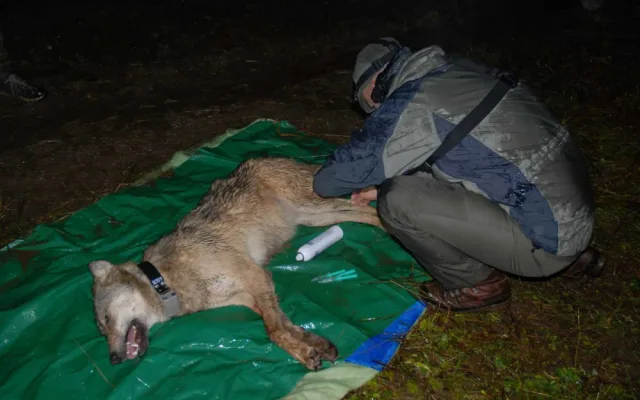 Zoologové nonstop sledují vlky na Šumavě, jejich počet odhadují až na 30 jedinců